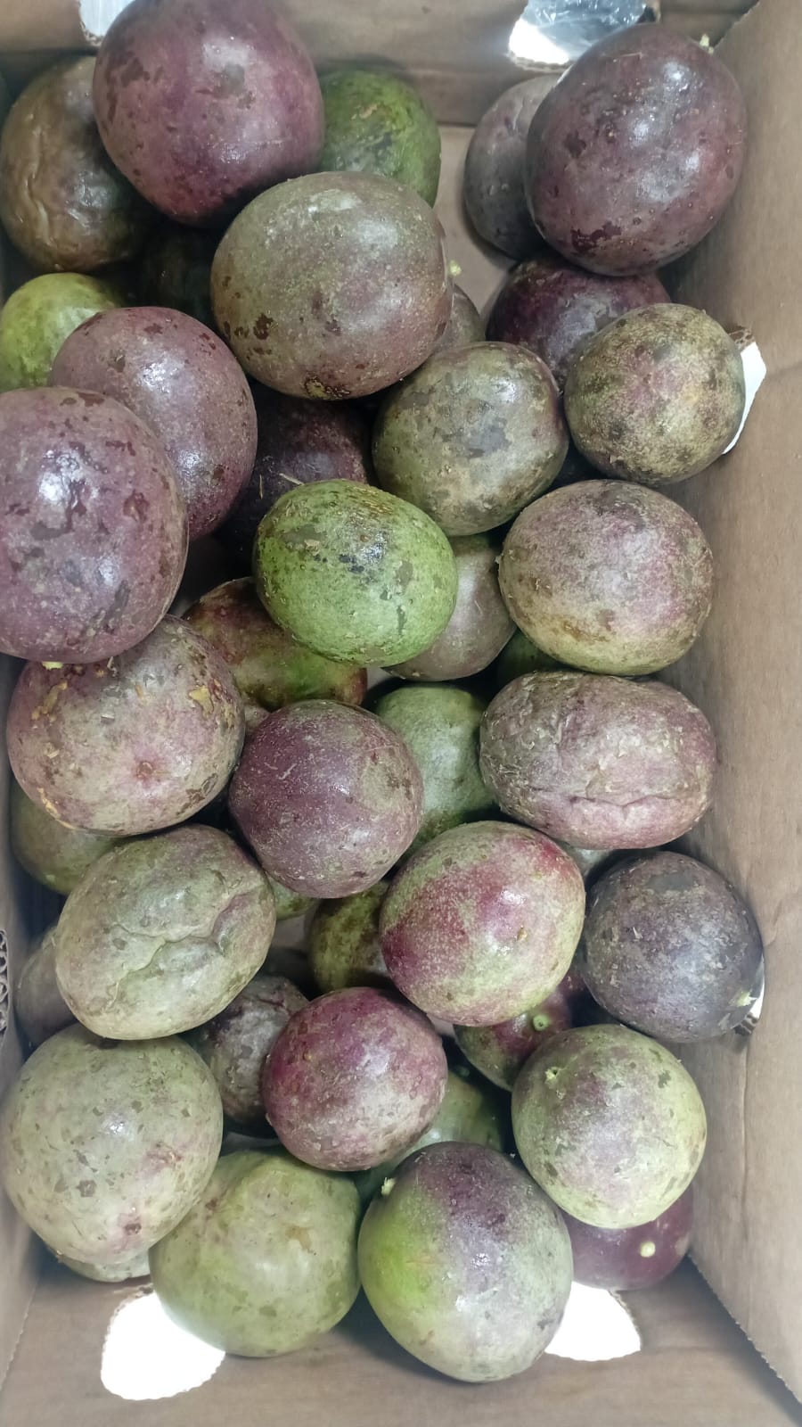 باشن فروت ( بالكيلو )