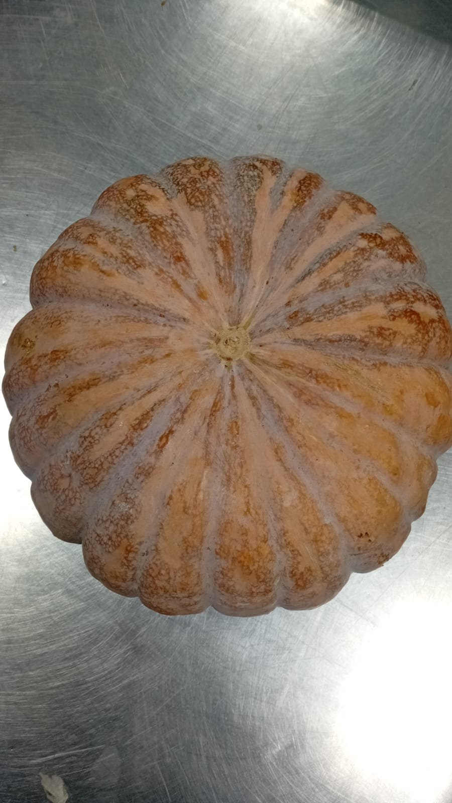يقطين ( دائرى )