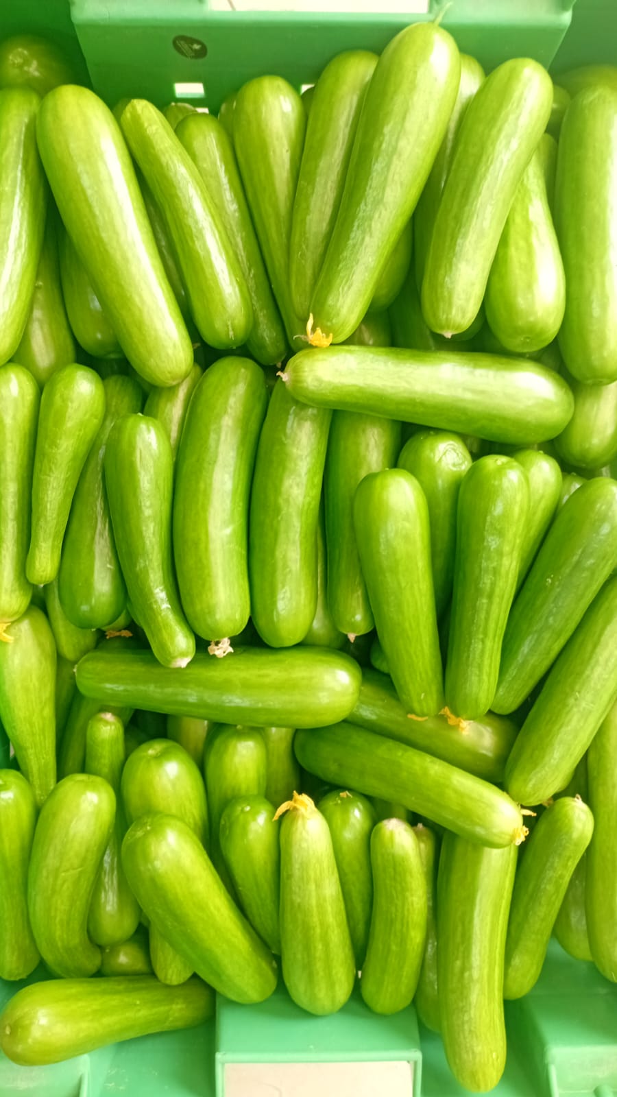 خيار ( الدار  )