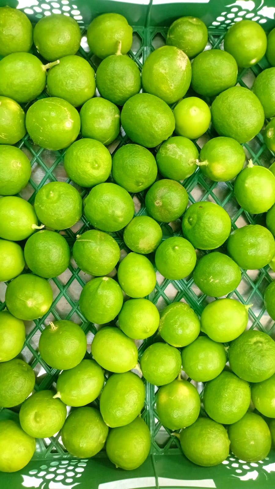 ليمون أخضر عمانى