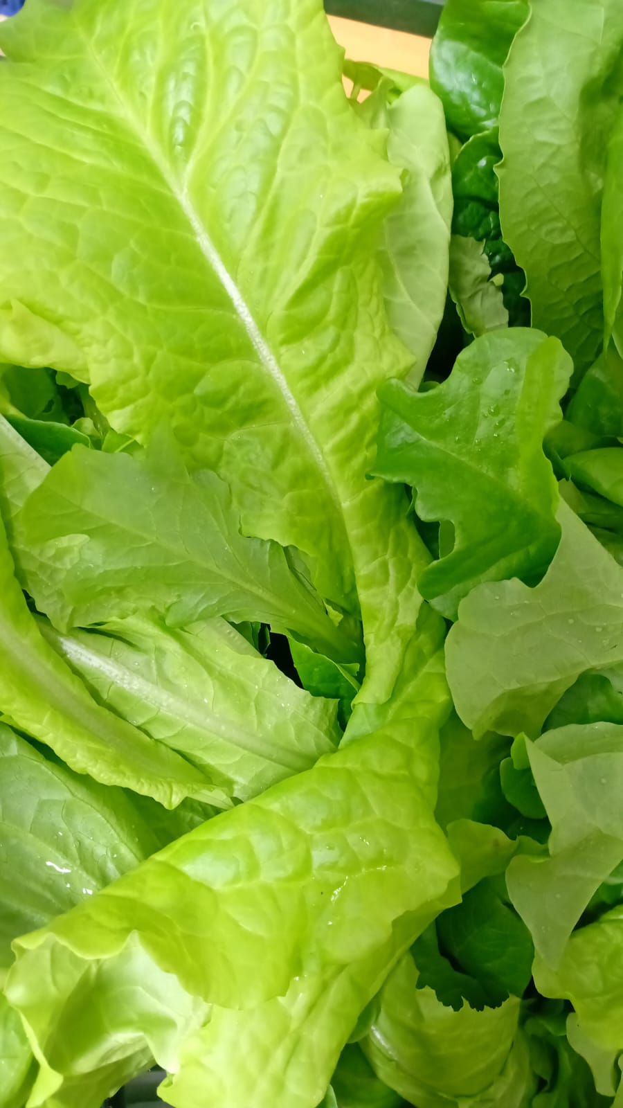 خس عضوى 4