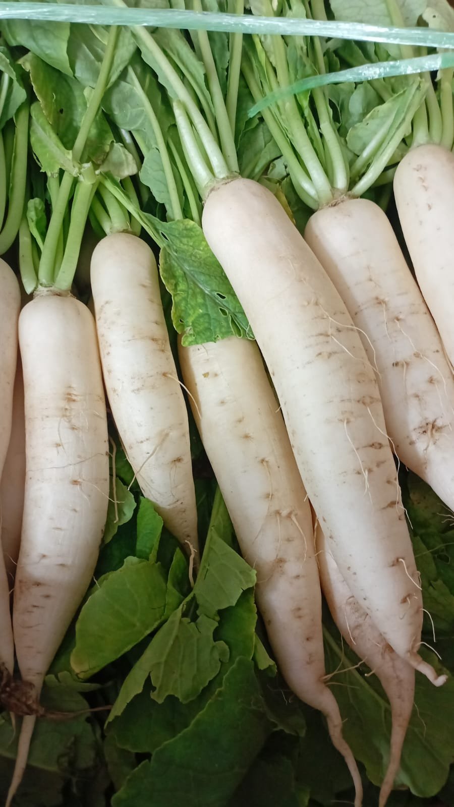 Radish